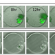 Illustration for article titled Biologists Turn Bacteria Into 'Swarmbots'
